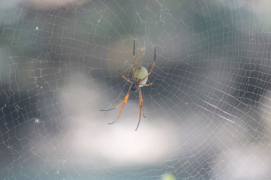 spider, web, nature, spiderweb, macro, arachnid, animal, invertebrate, animal themes, spider web