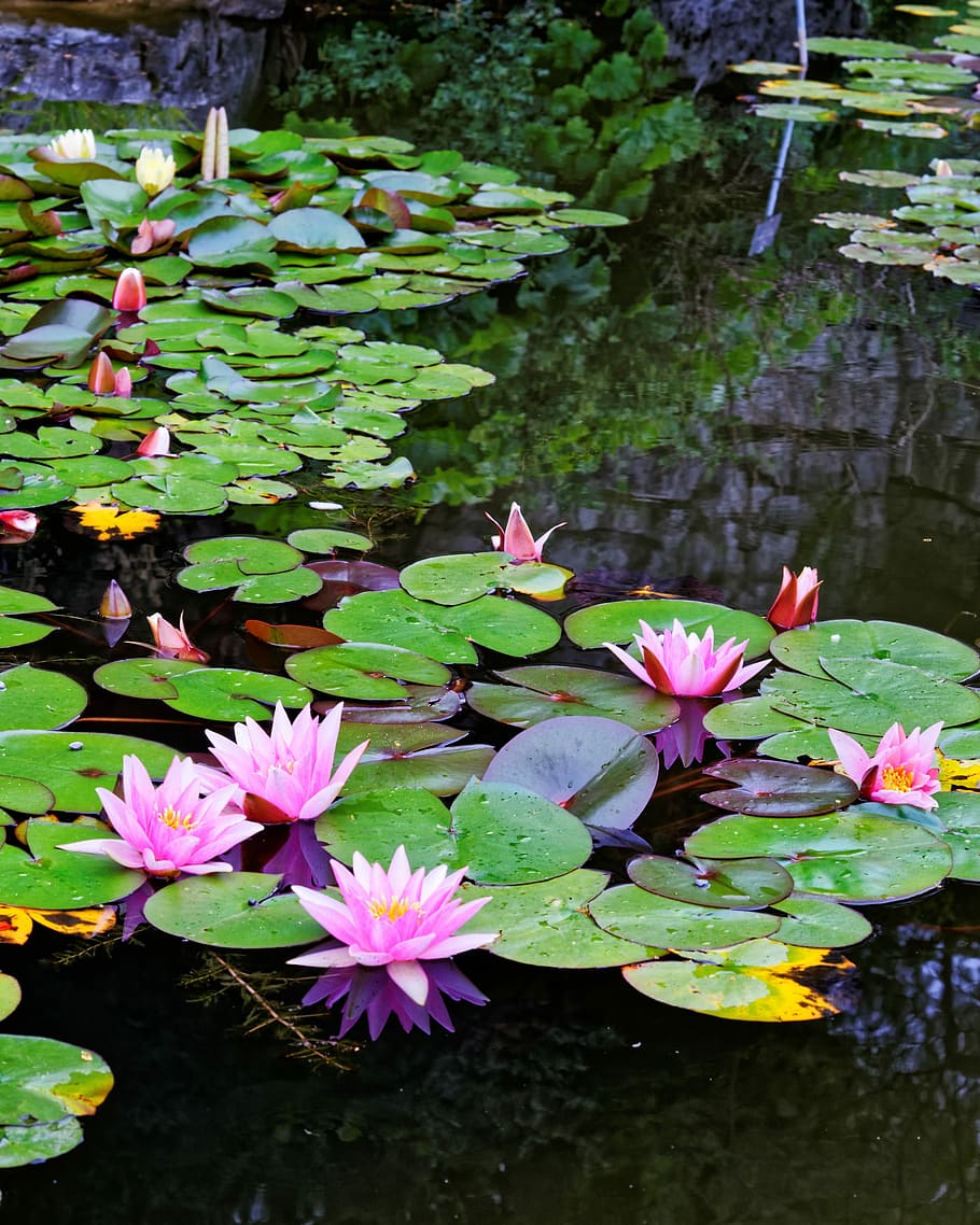 Водяная лилия, Розовый, Пруд, вода, зеленый, нуфар, водное растение, зеркальное отображение, роза озера, природа