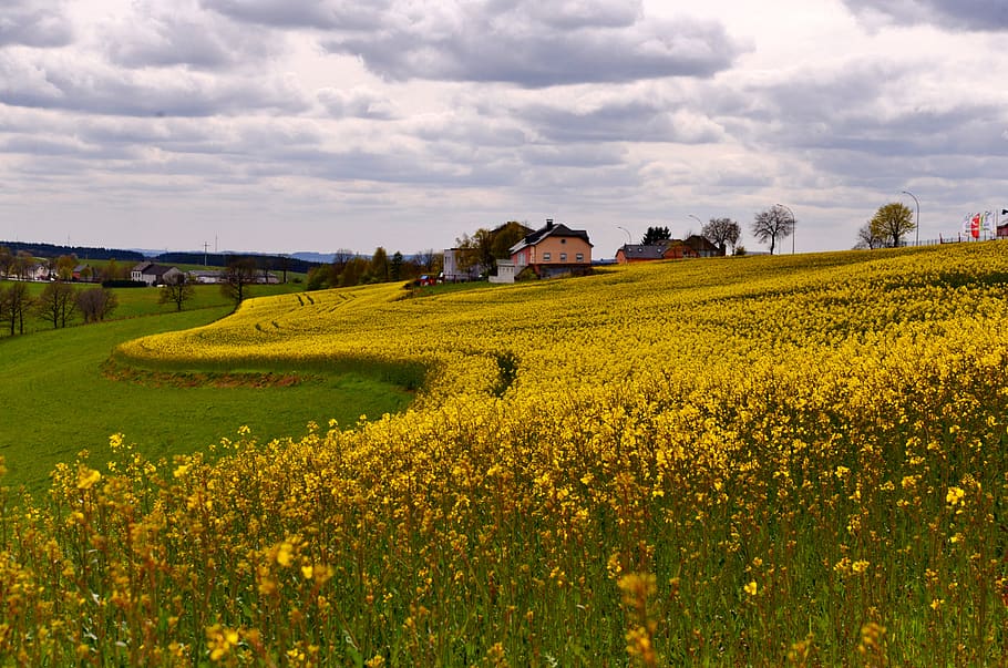 lanskap, rapeseed, kuning, lapangan, awan, musim semi, luxembourg, bidang, pemandangan, awan - langit