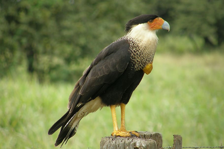 bird, cerrado, animal, nature, tropical birds, brazil, ecology, brazilian fauna, animal themes, one animal