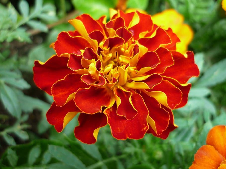 Marigold, Nature, Magnificent, Blossom, bloom, yellow, red orange, low perennial, popular, flower garden