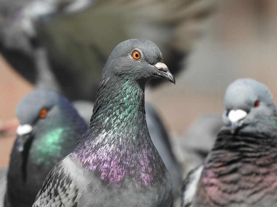 flock, gray, pigeons, dove, bird, feather, plumage, animal, nature, city pigeon