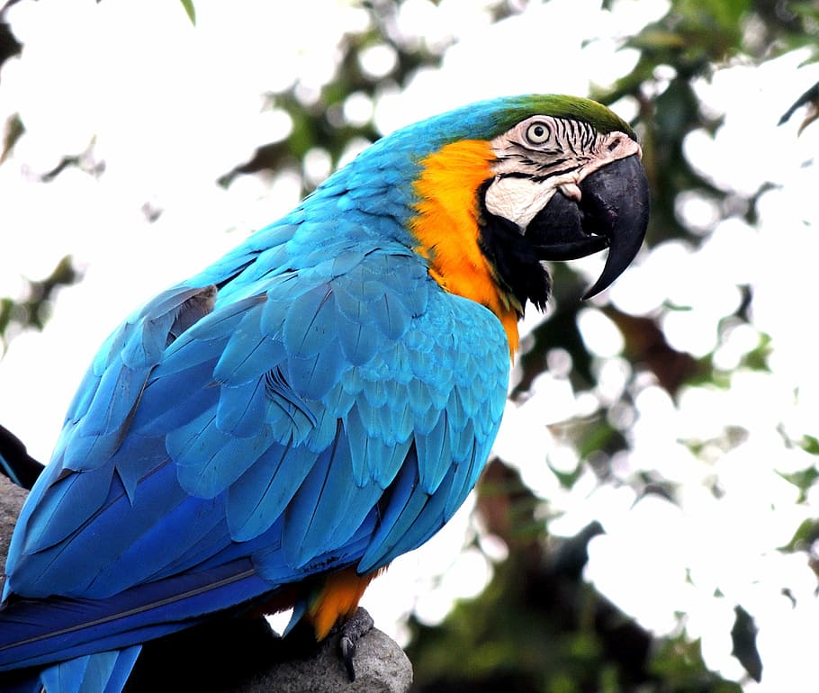 biru, kuning, bayan, macaw, burung, hewan peliharaan, margasatwa, tropis, warna-warni, fauna