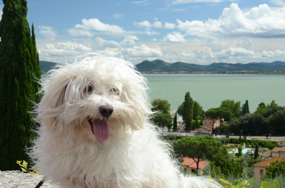 cachorro, peludo, branco, maltês, vista, bolonhesa, lago, retrato, Bolonha, lago trasimeno