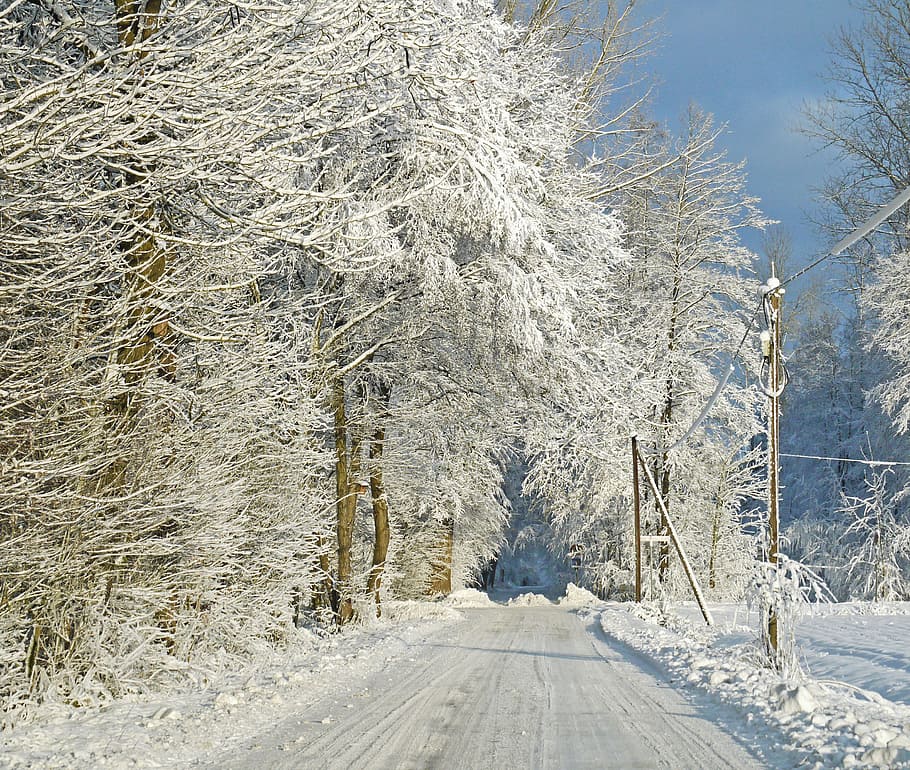 en invierno bosque, nieve, carga de nieve, camino forestal, sueño de invierno, nevado, naturaleza, frío, invernal, bosque