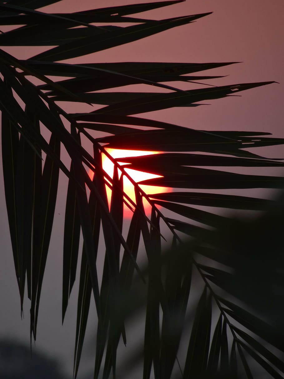 nature, sunset, leaf, growth, plant, illuminated, palm leaf, silhouette, palm tree, plant part