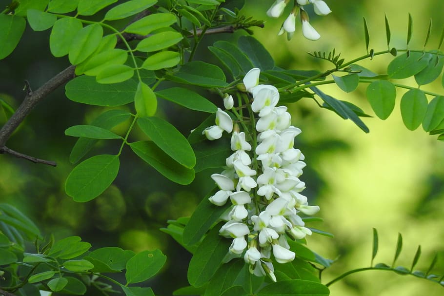 白い花びらの花, アカシア, ブッシュ, 花, 植物, 自然, 白い花, 5月, 葉, 成長