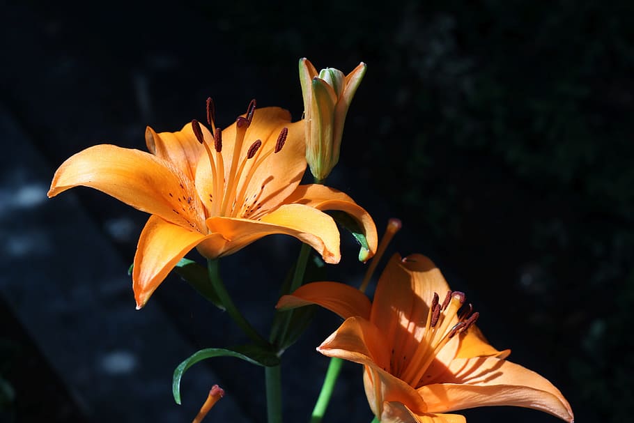 ユリ 花 閉じる オレンジ色の花 開花植物 植物 脆弱性 自然の美しさ 花びら 鮮度 Pxfuel