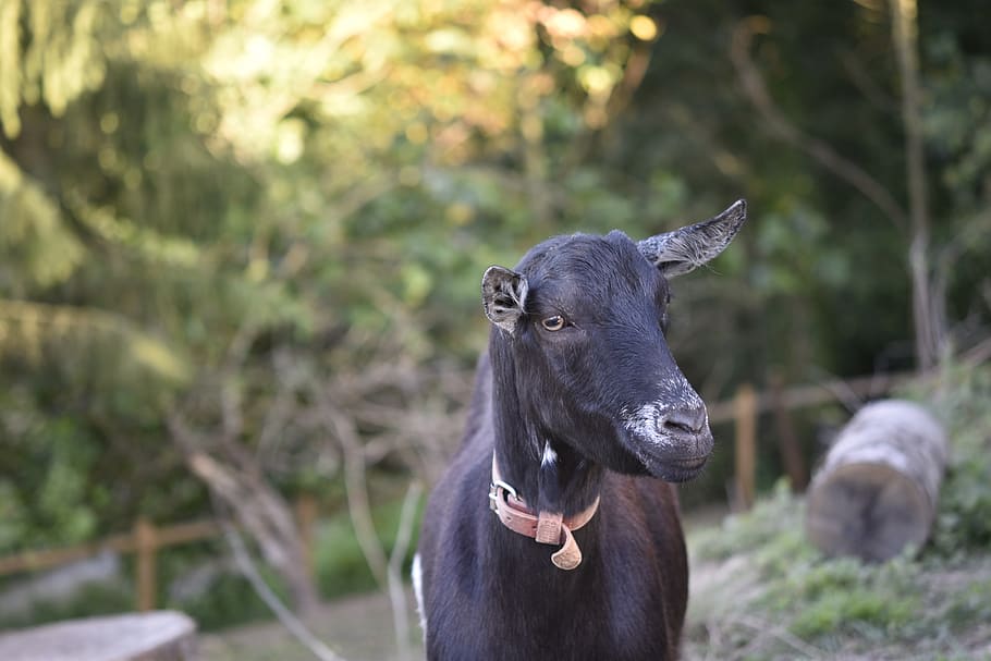 goat, goat motte, ruminants, goat nemo, nature, mammal, goat of black colour, eyes color brown, bushman, herbivore