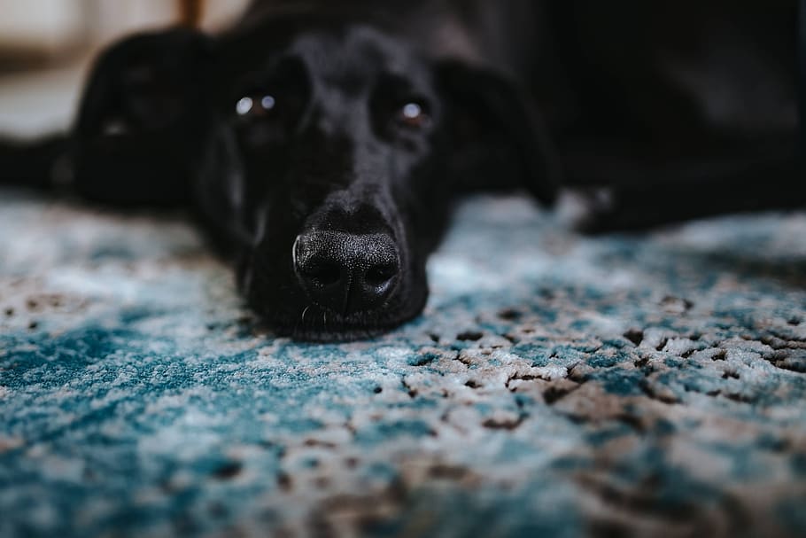 perro, mascota, animal, almohadas, azul claro, alfombra, negro, claro, azul, un animal