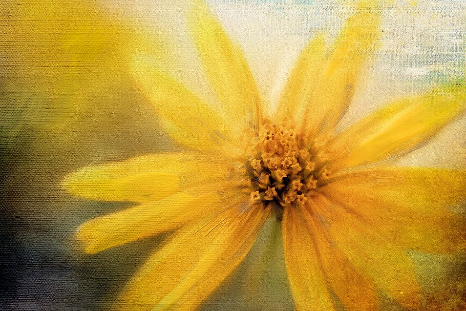 closeup, photography, yellow, daisy flower painting, painting, flower, bloom, summer, garden, colorful