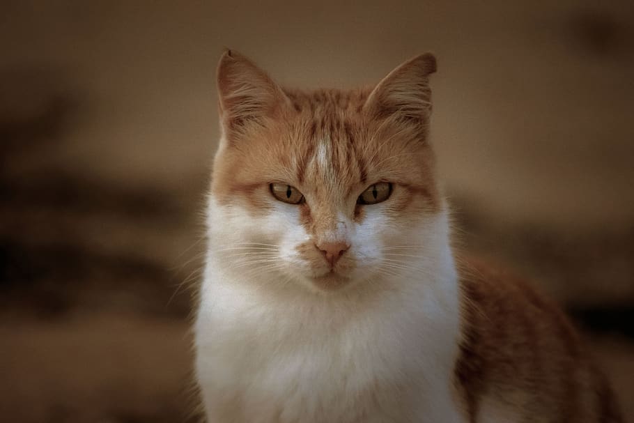 cat, stray, staring, suspicious, looking, portrait, eyes, head, animal, nature
