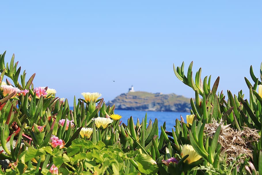 Corso, Mar, Vacaciones, Cap Corse, lado, flor, planta, naturaleza, al aire libre, día