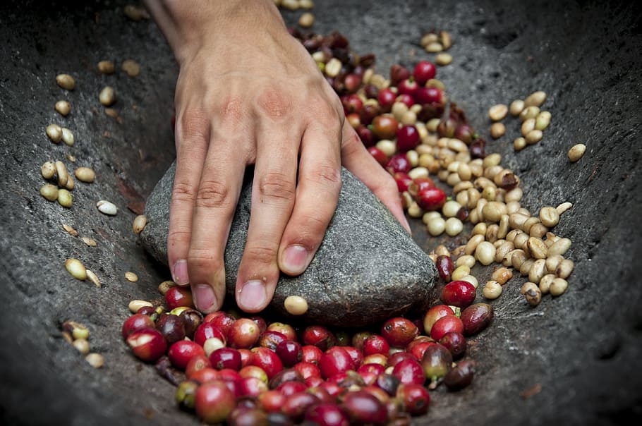 person, grinding, red, beans, coffee, coffee bean, grain, human hand, hand, human body part