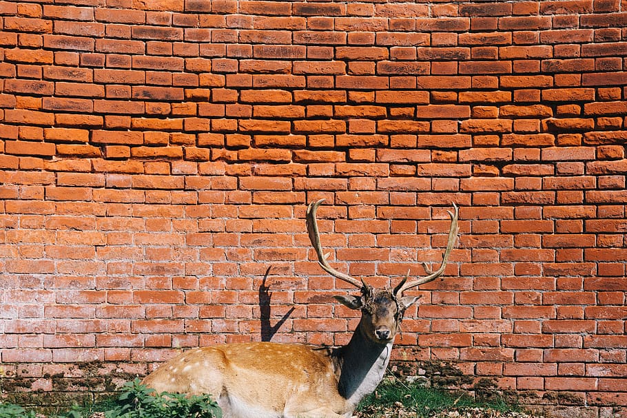 deer, antlers, animal, red, bricks, wall, animal themes, one animal, mammal, brick