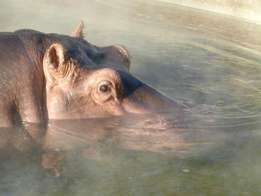 Hipopótamo, Sumergido, Agua, Mamífero, duro, grande, masivo, ojo, animales en la naturaleza, un animal