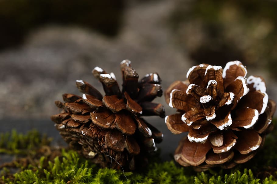 pinecone, fall, nature, plant, close-up, day, growth, focus on foreground, food, mushroom