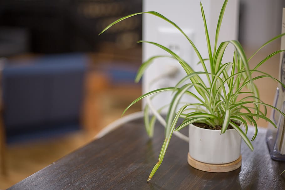 potted, plant, table, desk, decor, houseplant, indoor, object, growing, pot