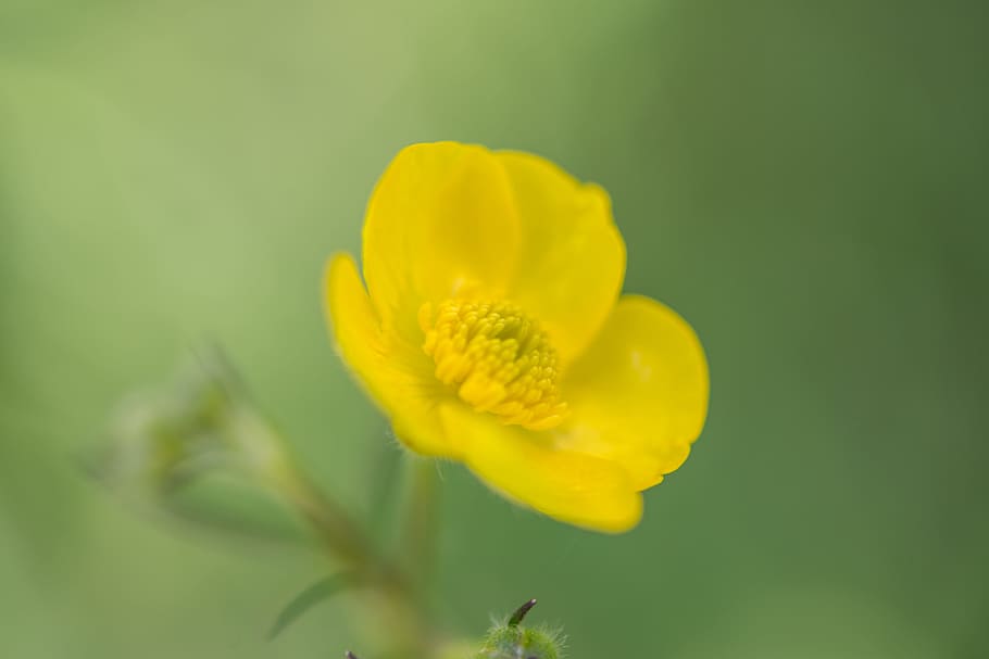 Buttercup, Flower, Blossom, Bloom, yellow, nature, plant, close, summer, small flowers