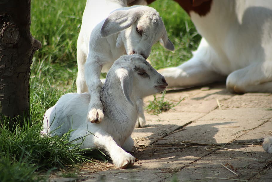 kid, goats, playful, pets, animals, domestic goat, twins, animal world, creature, mammals