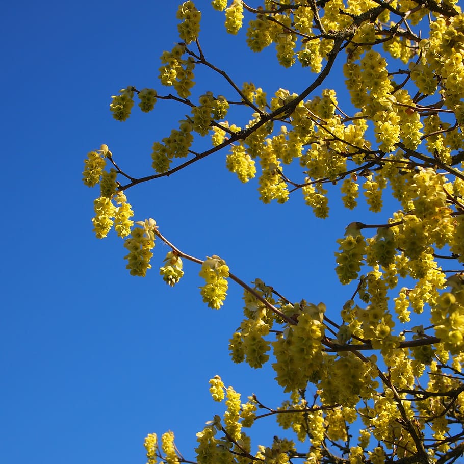 flor, amarillo, cielo azul, primavera, floración, paisaje, flores amarillas,  vista de ángulo bajo, planta, árbol | Pxfuel