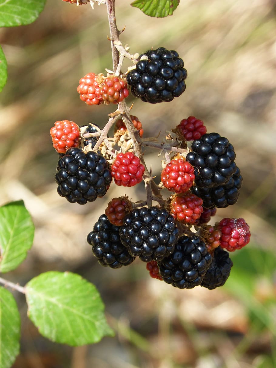 mora, blackberry, summer, fruits of the forest, zarza, wild, healthy eating, fruit, food, berry fruit