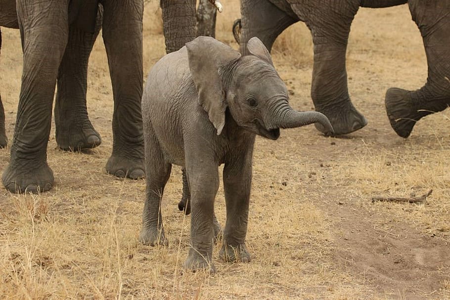 young, elephant, daytime, baby elephant, tanzania, wild elephant, wild, nature, wildlife, animals