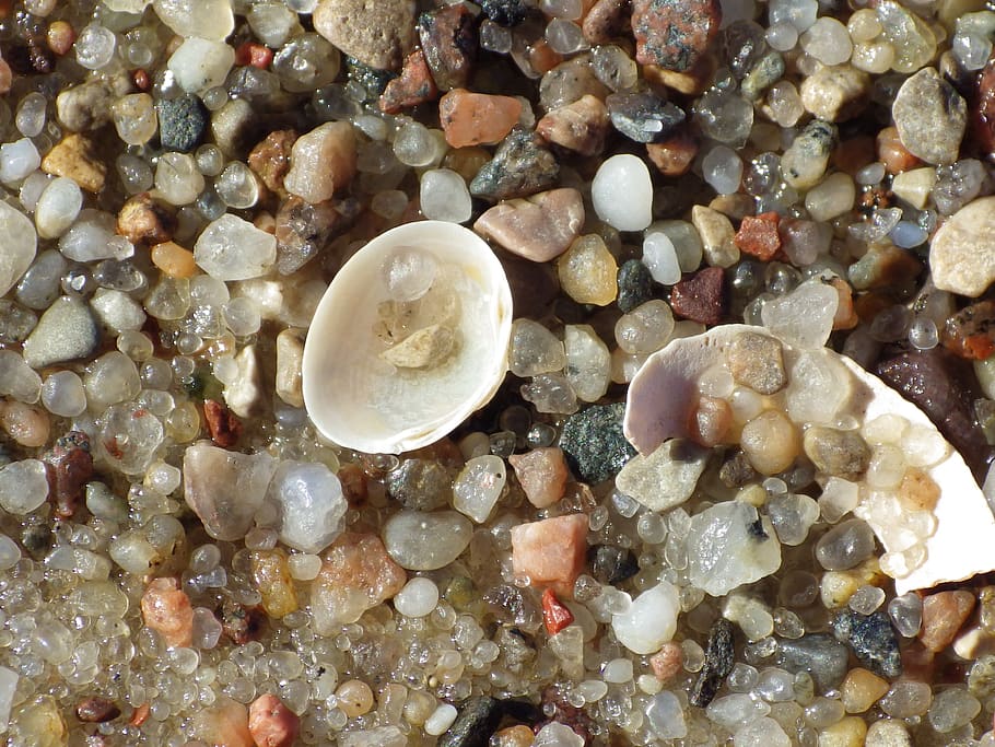 concha marina, arena, en la playa, polonia, guijarros, naturaleza, roca, sólido, piedra, fotograma completo
