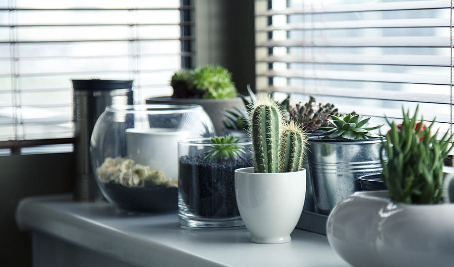 green, succulent, plants, cacti, pots, indoor, potted plants, cactus, shelf, window