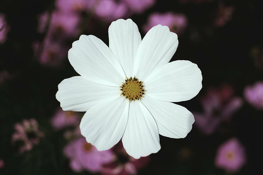 macro photography, white, 8-petaled, 8- petaled flower, daisy, flower, macro, photography, petal, blur