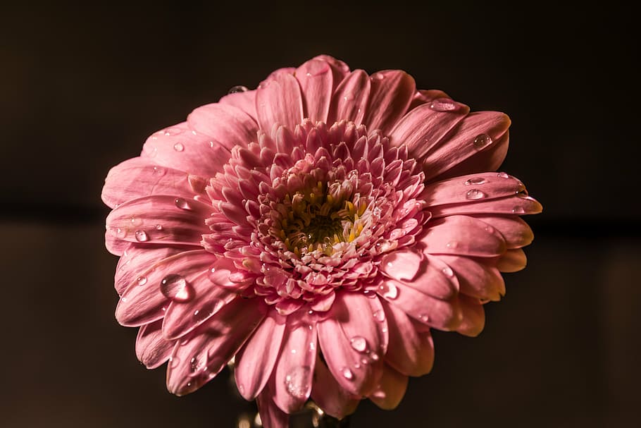 pink, gerbera daisy flower, close, photography, flower, water, drops, pink flowers, nature, spring