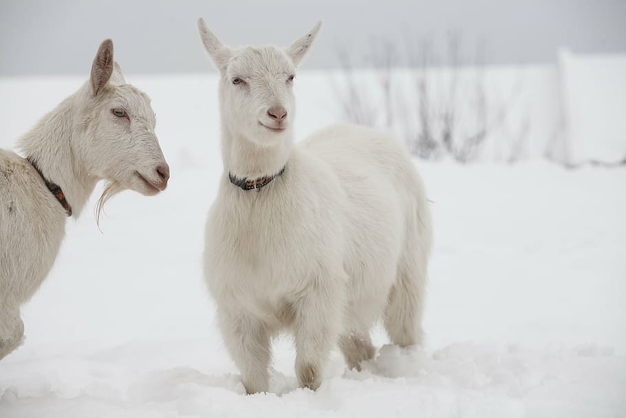 dois, branco, cabras, gelo, gráfico, papel de parede, cabra, neve, coleira de cachorro, temperatura fria
