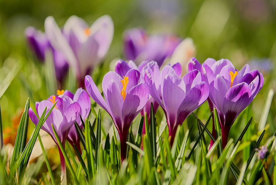 фиолетовые цветы, крокус, задний свет, солнечный свет, цветы, цветение, пурпурный, фиолетовый, растение, весенний цветок