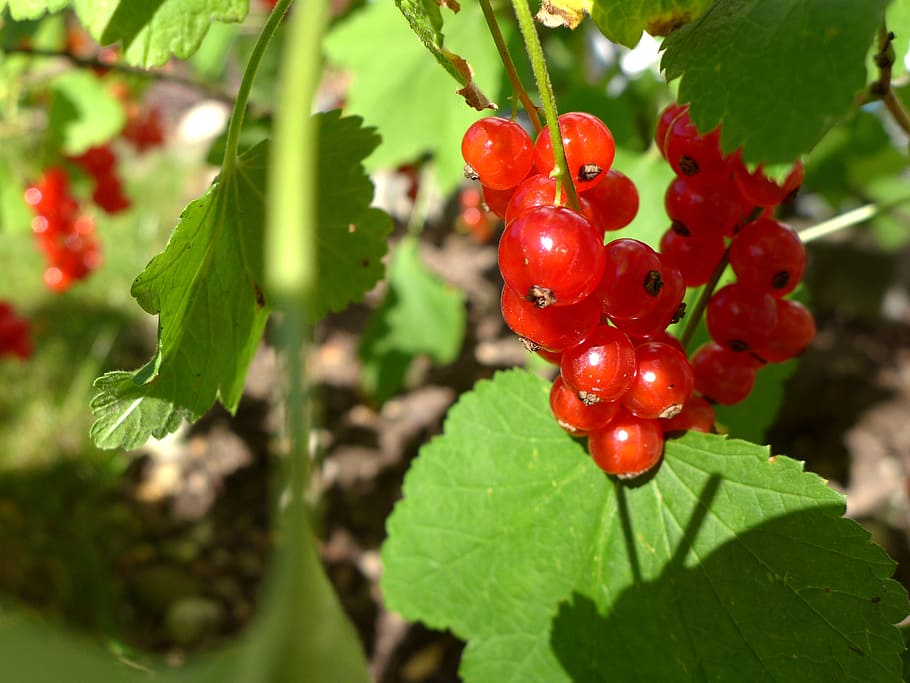 currants, berries, harvest time, red, green, garden, bush, fruits, depend, yield