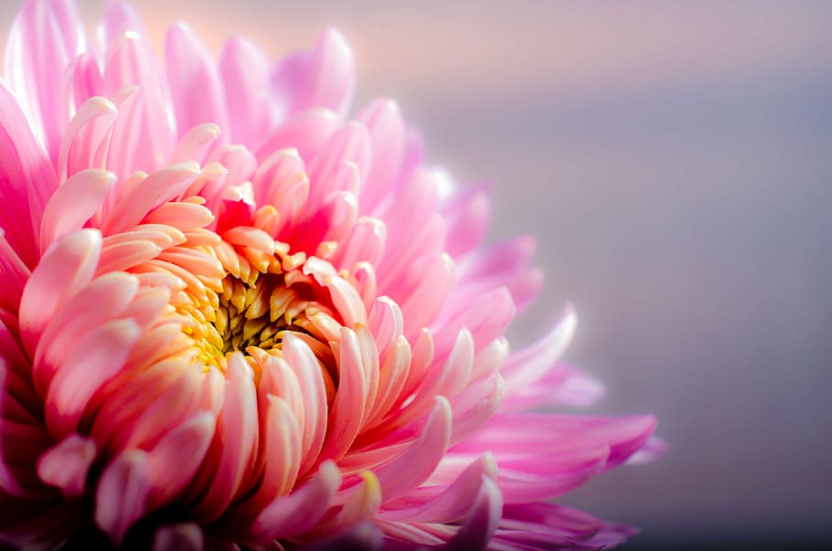 merah muda, bunga krisan, closeup, fotografi, krisan, musim gugur, bunga, warna pink, daun bunga, kepala bunga