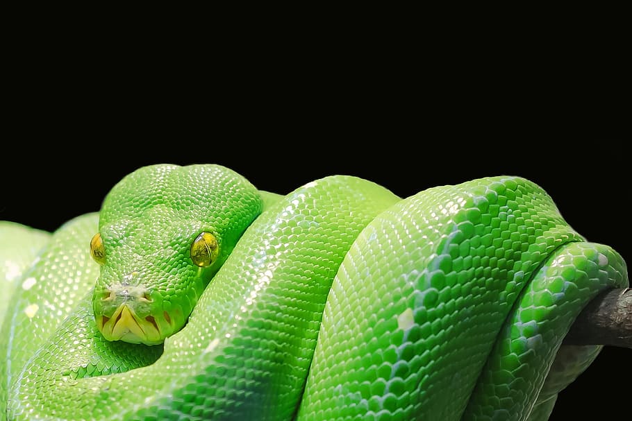 serpiente de rata verde, pitón de árbol verde, pitón, pitón de árbol, verde, árbol, serpiente, serpiente tóxica, venenosa, cabeza de serpiente