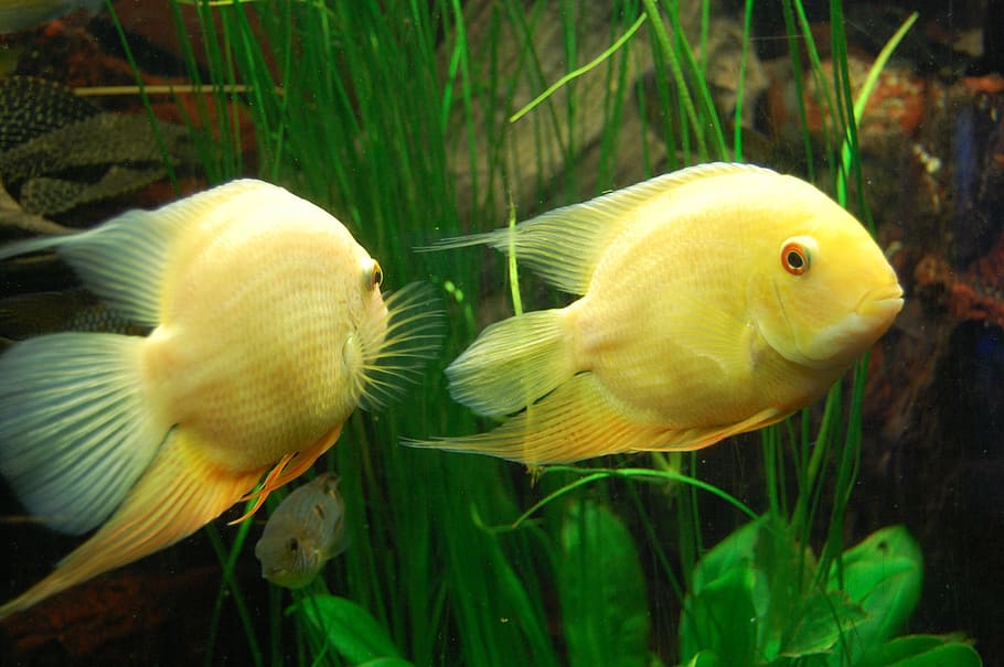 두 개의 노란 물고기, 시클리드, 물고기, 수족관, 수중 세계, 수중, 노랑, meeresbewohner, 이국적인, 두 동물