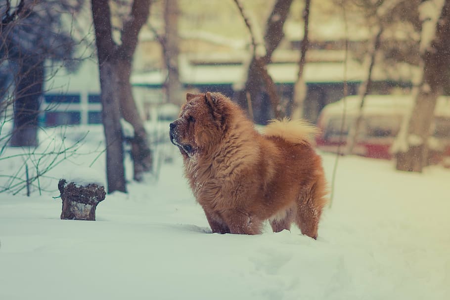 brown, chow chow dog, snow, dog, pet, animal, winter, cold, weather, tree