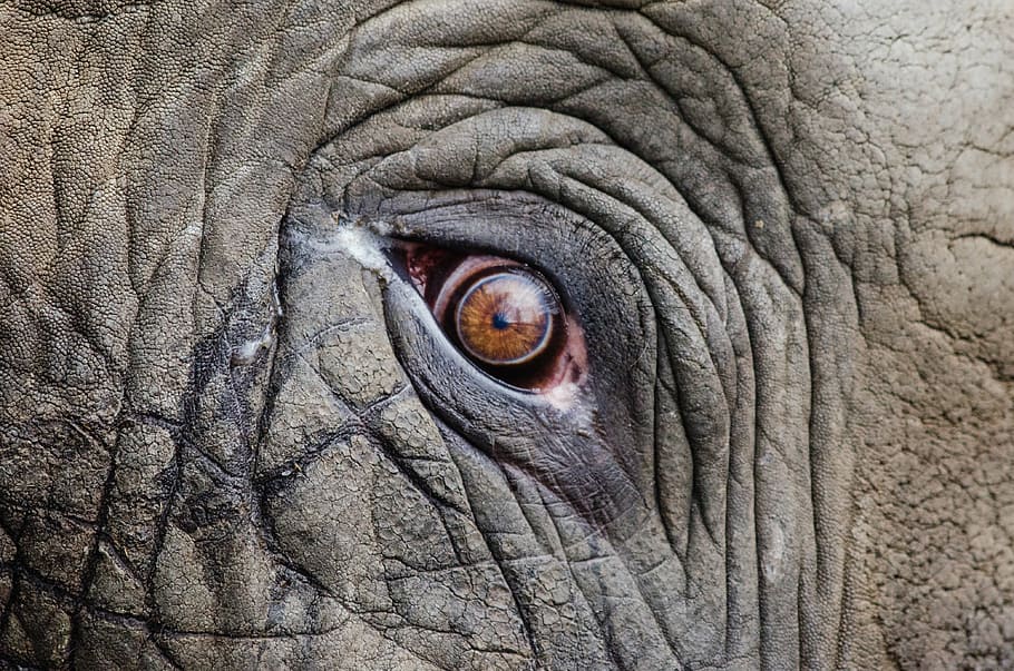 close-up photo, elephant eye, animal, big, close-up, elephant, endangered, eye, face, grey