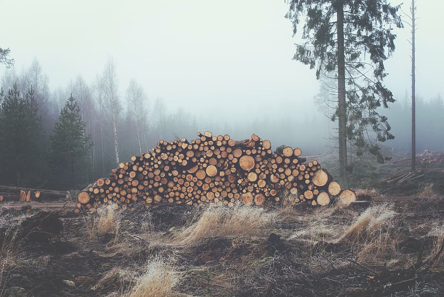 wood cord, brown, soil, pile, wood, grey, fog, haze, trees, logs