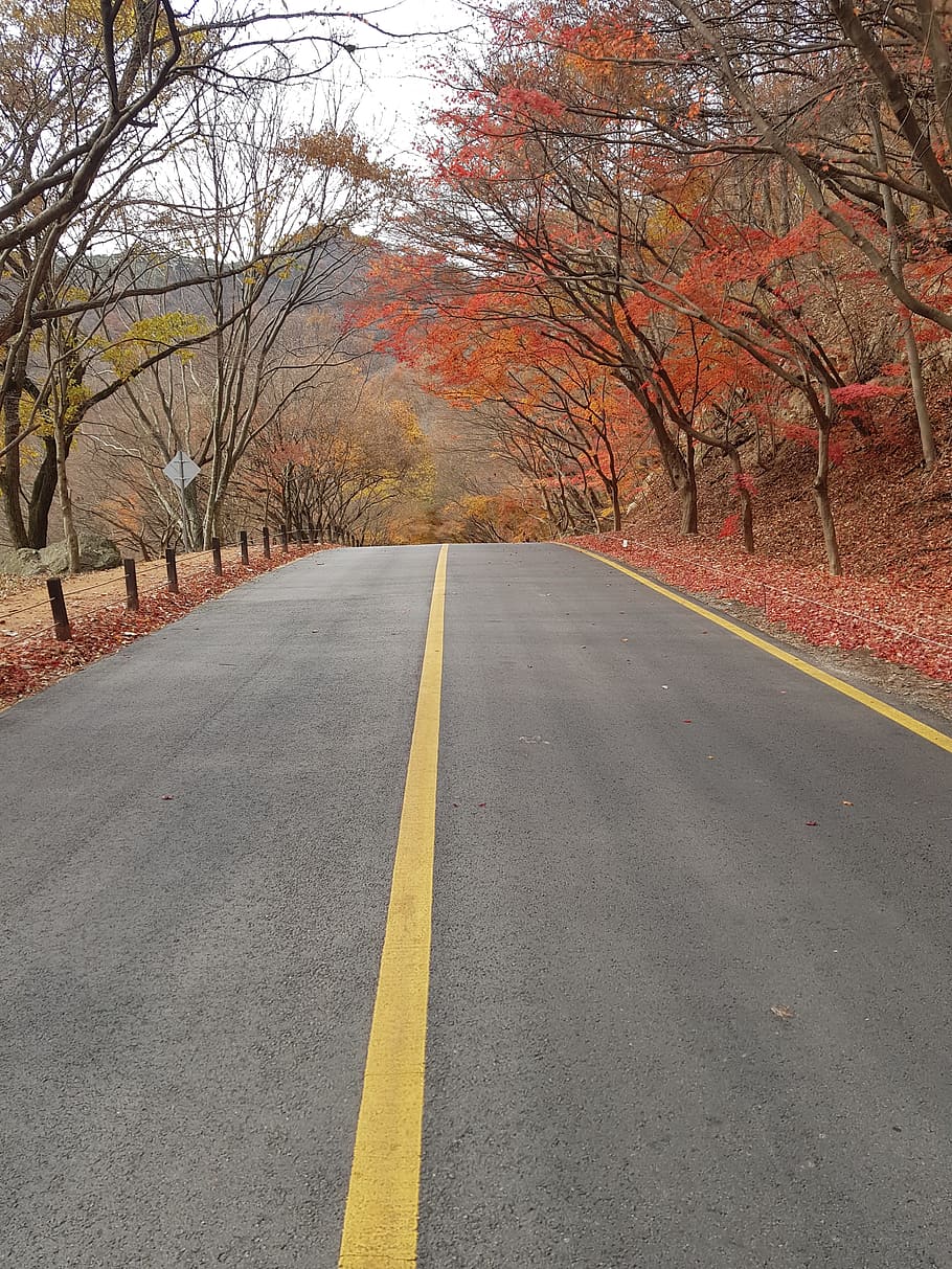 mount sanqing, autumn leaves, autumn, wood, street, nature, the way forward, direction, road, tree