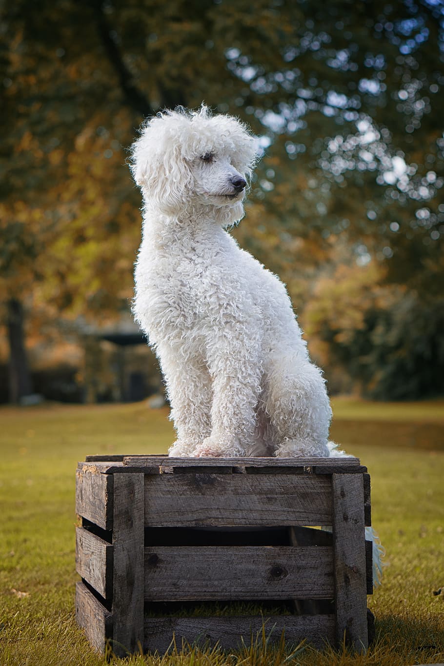 selective, focus photography, white, poodle, standing, wooden, crate, grass field, dog, the poodle