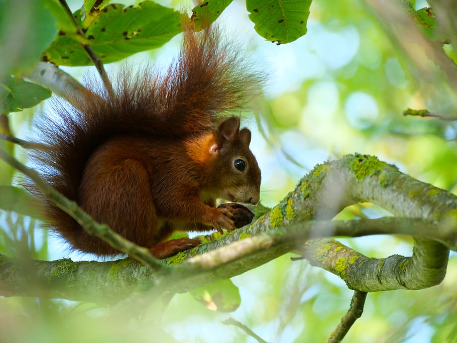 squirrel, forest, nature, cute, branches, tail, wild, rodents, creature, tree