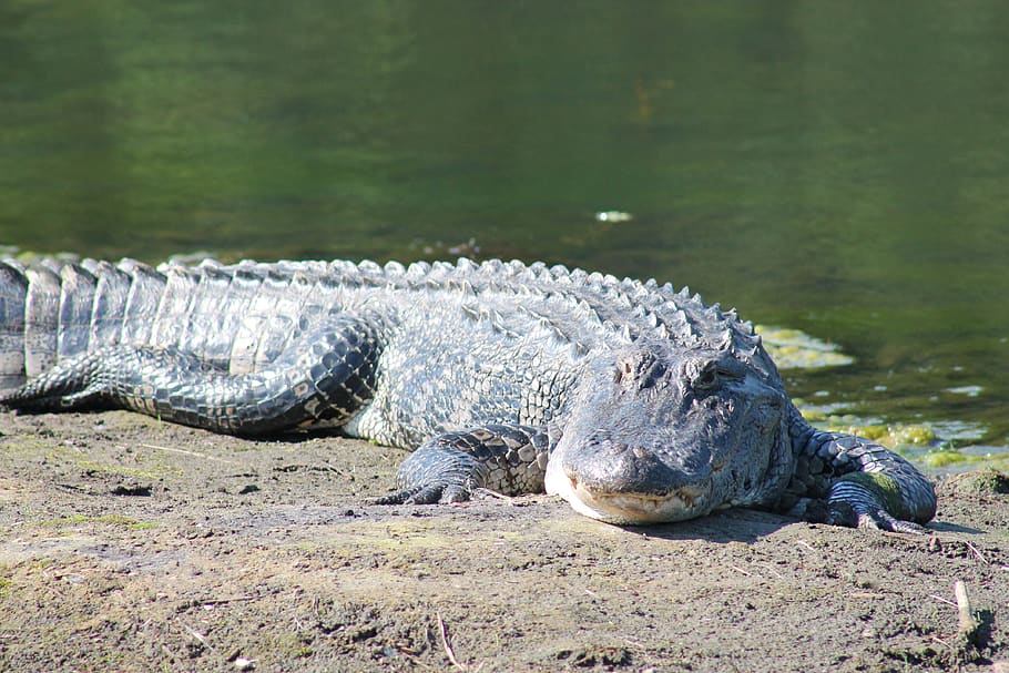 alligator, gator, wildlife, animal, sunbathing, wild, carnivore, reptile, nature, river