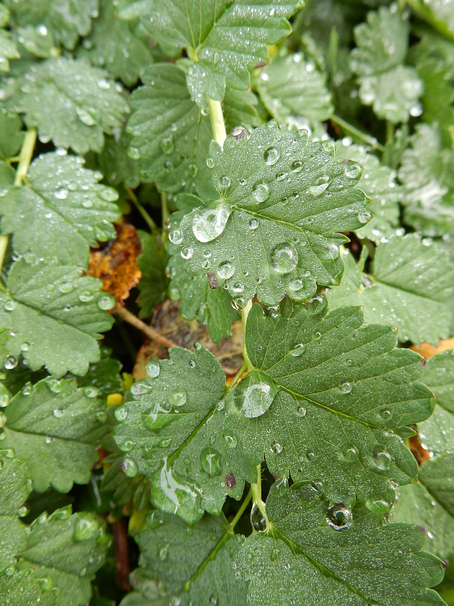 water, rain, leaves, green, drops, droplets, dew, burnet, moisture, wallpaper