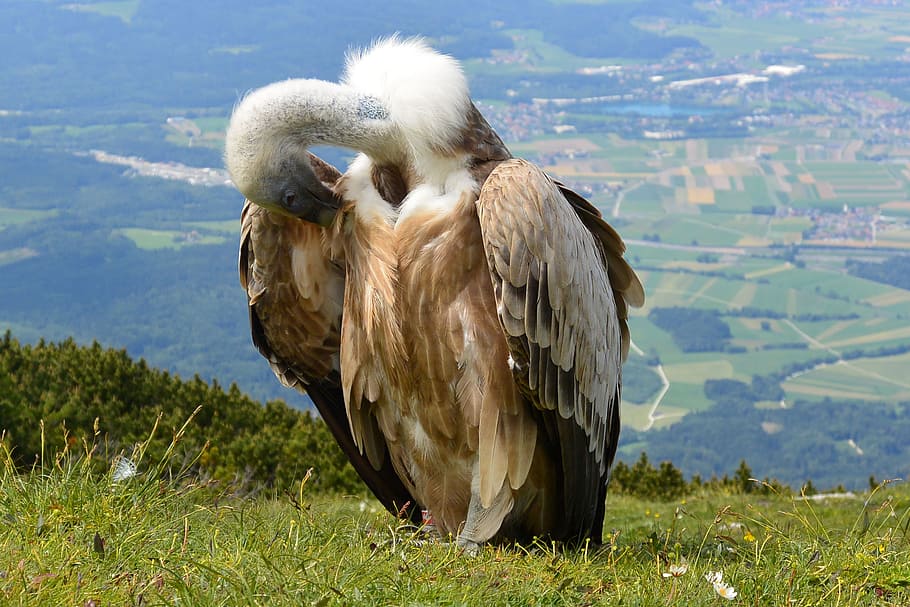 Vulture, Bird, Aas, Face, Salzburg, aas face, austria, unterberg, animals in the wild, one animal