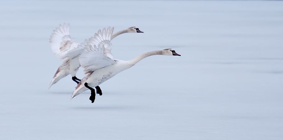 dos, cisnes de tundra, volando, cuerpo, agua, gansos, vuelo, hielo, ganso blanco, gansos blancos