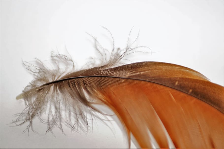 Feather, Fly, Goose, Wings, Flight, feathers, animal, lightweight, close-up, fragility