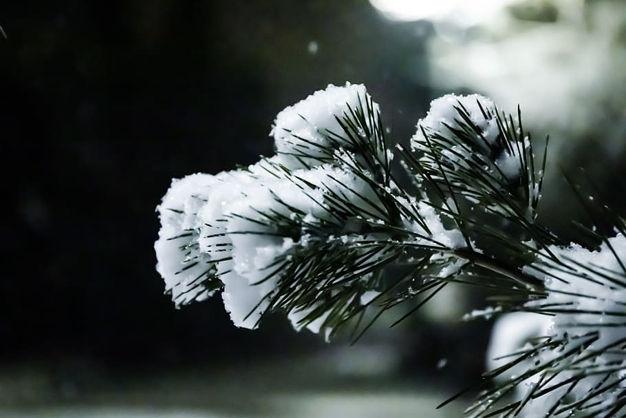 snow, pine, winter, christmas, forest, nature, evergreen, white, coffee, tree