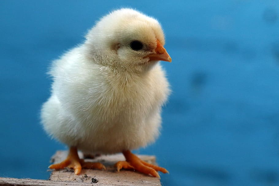 selective, focus photography, yellow, chick, birds, easter, poultry, chicken, påskekylling, day-old